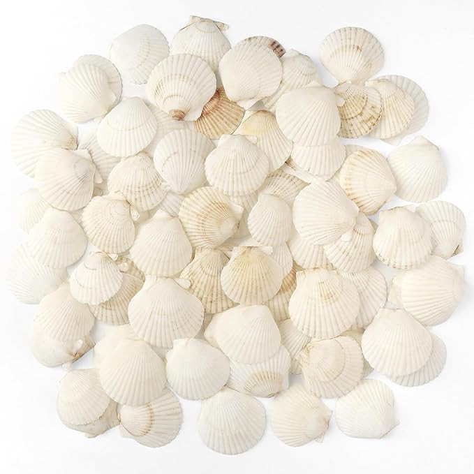 Jangostor 48 PCS Scallop Shells Natural Seashell, 1.5" to 2" White Scallop Shells Small Seashells... | Amazon (US)