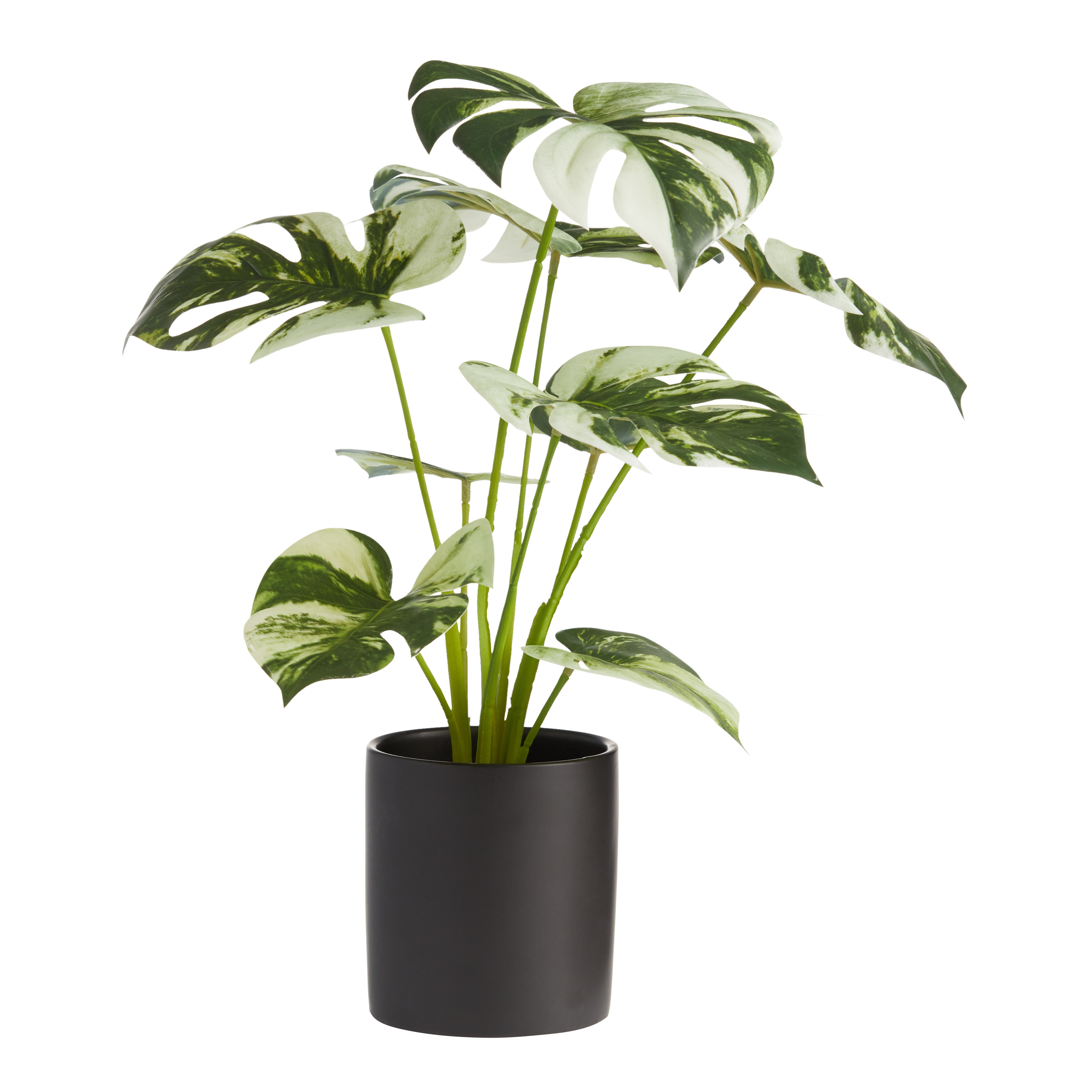 Faux Variegated Monstera Plant in Black Pot | World Market
