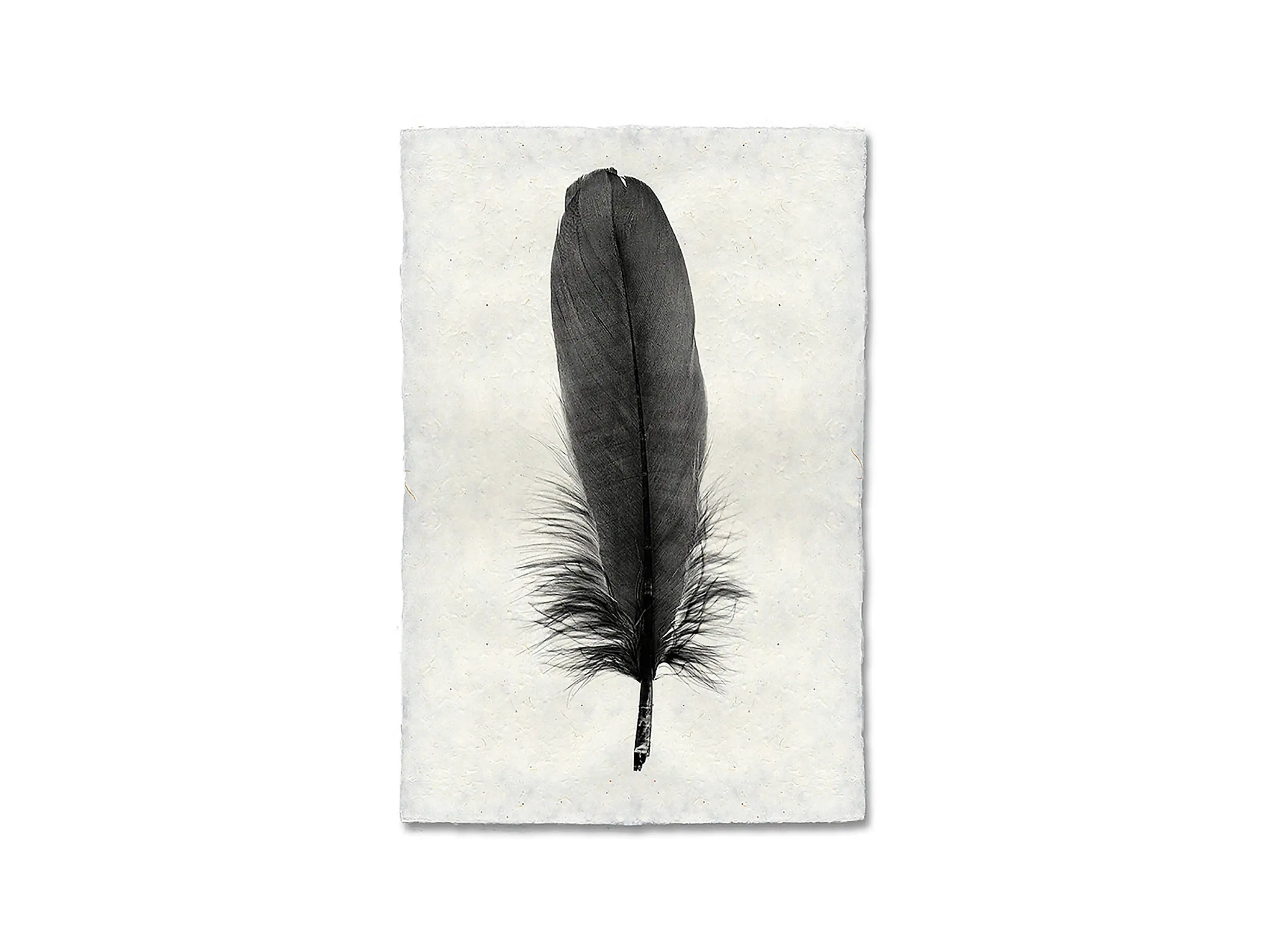 Feather Study Print VI | Arhaus
