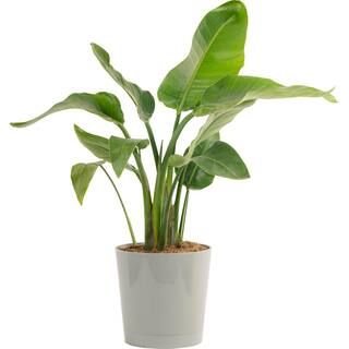 Costa Farms Bird of Paradise Indoor Plant in 10 in. Natural Planter, Avg. Shipping Height 3-4 ft.... | The Home Depot