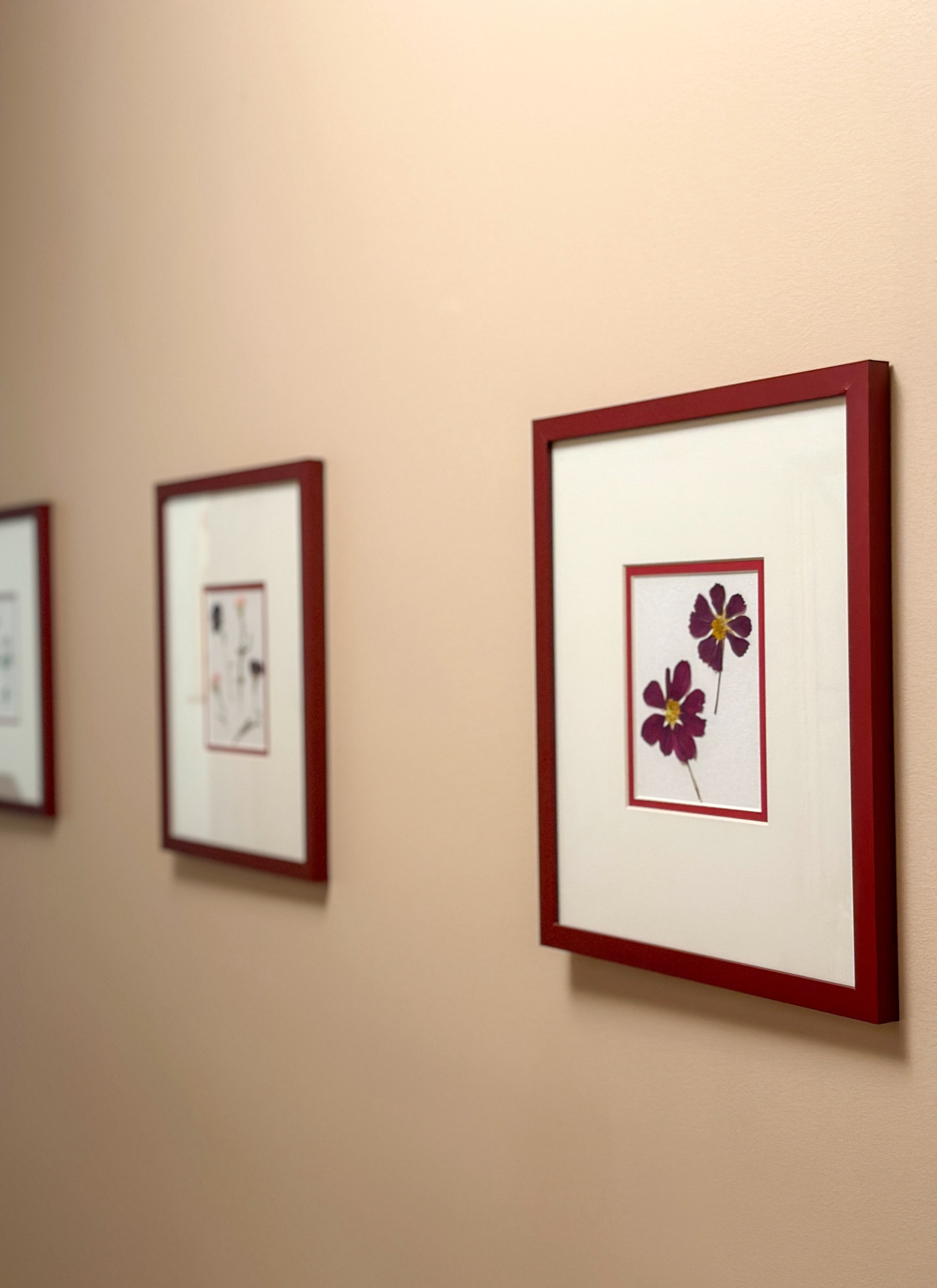 Here’s everything you need to DIY this framed botanical art.

I used custom mats to create a smaller opening in this red Michael’s frame (I also added a red accent color for extra flair). I ordered them on Mattboardandmore.com. You can completely customize the size and colors of the board and it’s not very expensive at all (like $8 per mat and free shipping if I remember correctly). 

I used good ol Elmer’s glue to affix the pressed flowers to white paper with a heavier stock cut down to fit within the frame (I used paper from a sketch pad). Elmer’s clear glue is very forgiving— you can adjust the positioning and the glue doesn’t show when dry. 

Then I just put all the pieces together. It’s that easy. And to my eyes anyway, it looks pretty professional.

#LTKhome