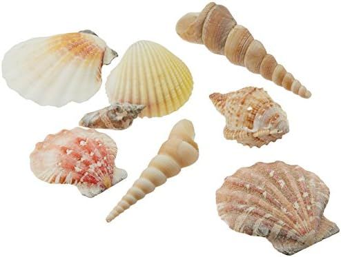 Creative Hobbies Sea Shells Mixed Beach Seashells - Various Sizes up to 2" Shells -Bag of Approx.... | Amazon (US)