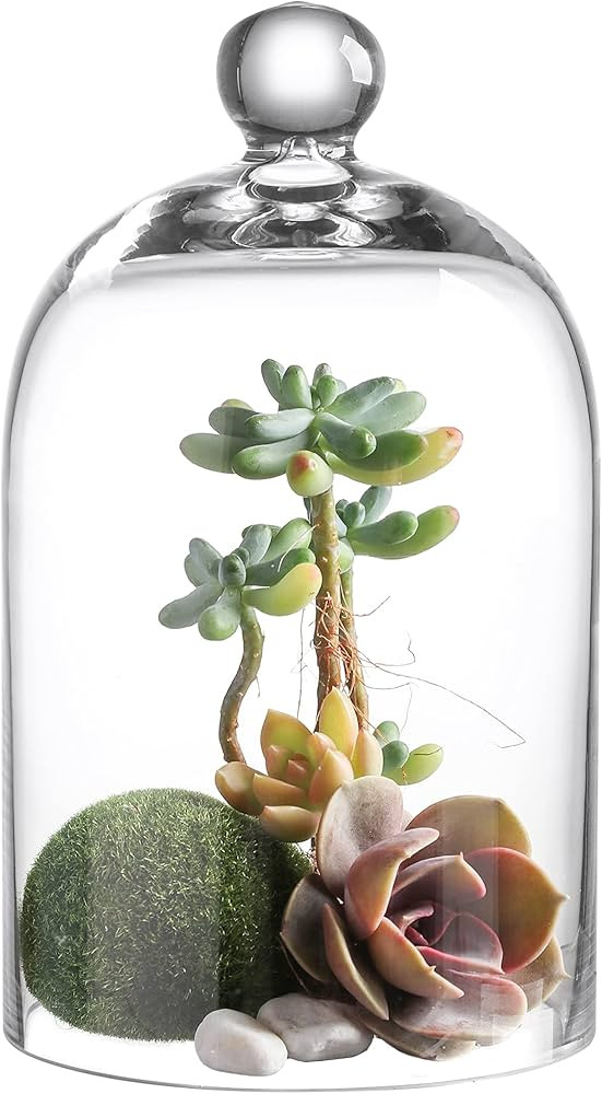 KMwares Clear Glass Display Dome Cloche Bell Jar Tabletop Decorative Case Covered Plants/Food (5.... | Amazon (US)