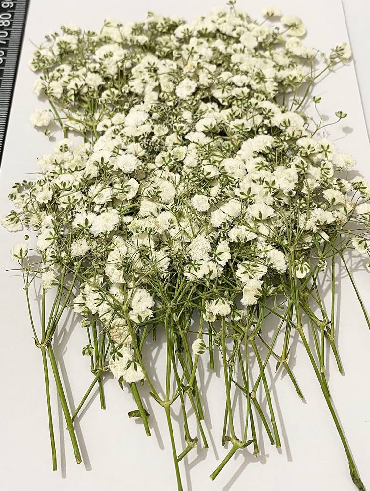 50 pcs White Baby's Breath Real Natural Dried Pressed Flowers for Resin Art Craft DIY Making Wedd... | Amazon (US)