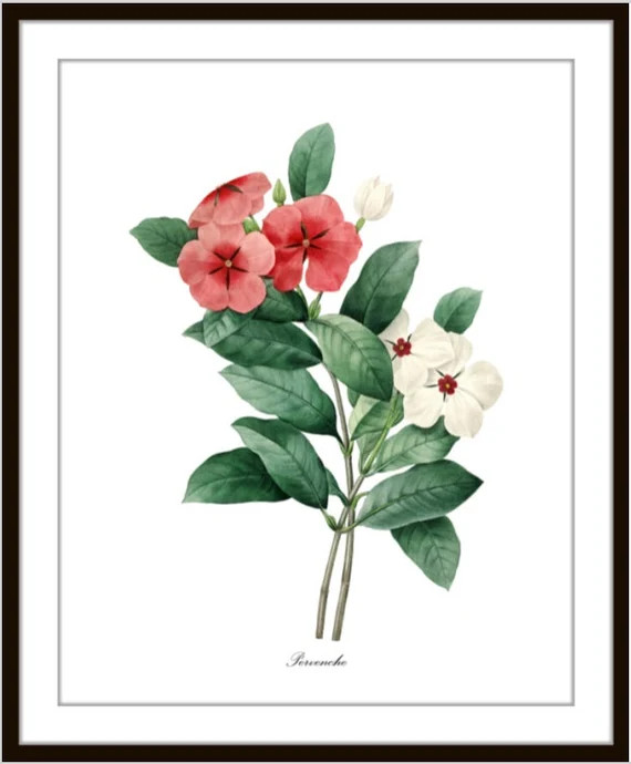 Red and White Periwinkle Flowers Print, P.J. Redoute Art 'Pervenche', Vintage Illustration, Orang... | Etsy (US)