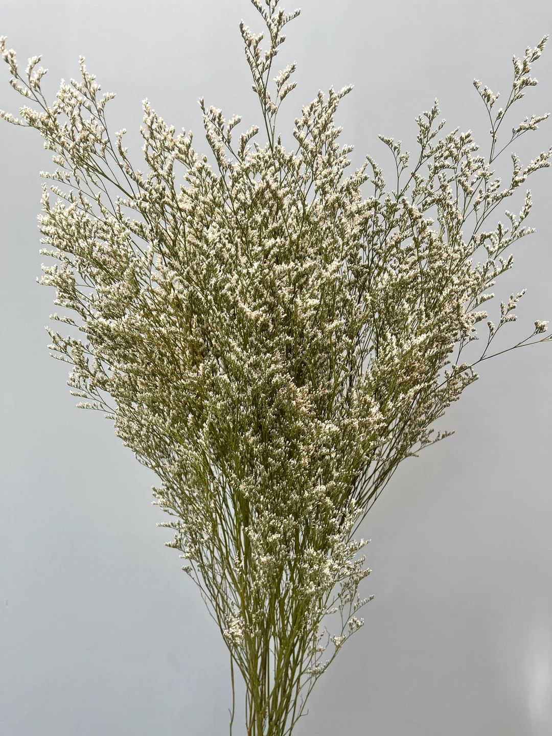 Preserved White Misty // Dried Wedding Flowers // White Caspia // Naturally Grown Misty Lemonium ... | Etsy (US)