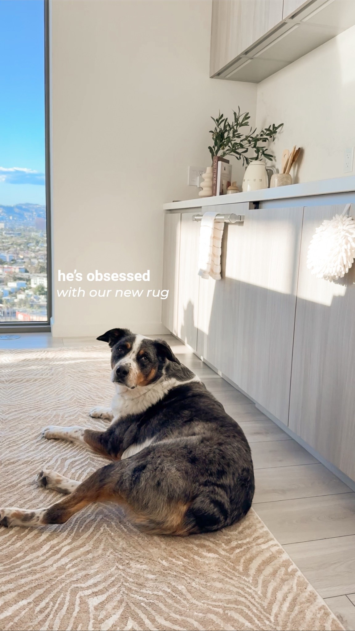 We love this new rug for our kitchen! It’s so cozy & soft and aesthetically pleasing :) 

#LTKStyleTip #LTKPets #LTKHome