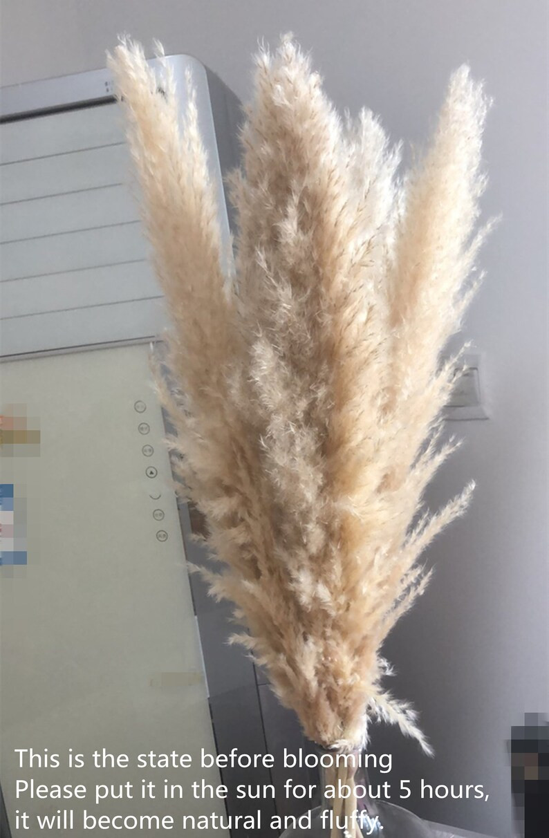 5 stems 31-35 inches, pampas grass, reed vine flower, dried flower bouquet, long grass, long stem | Etsy (US)