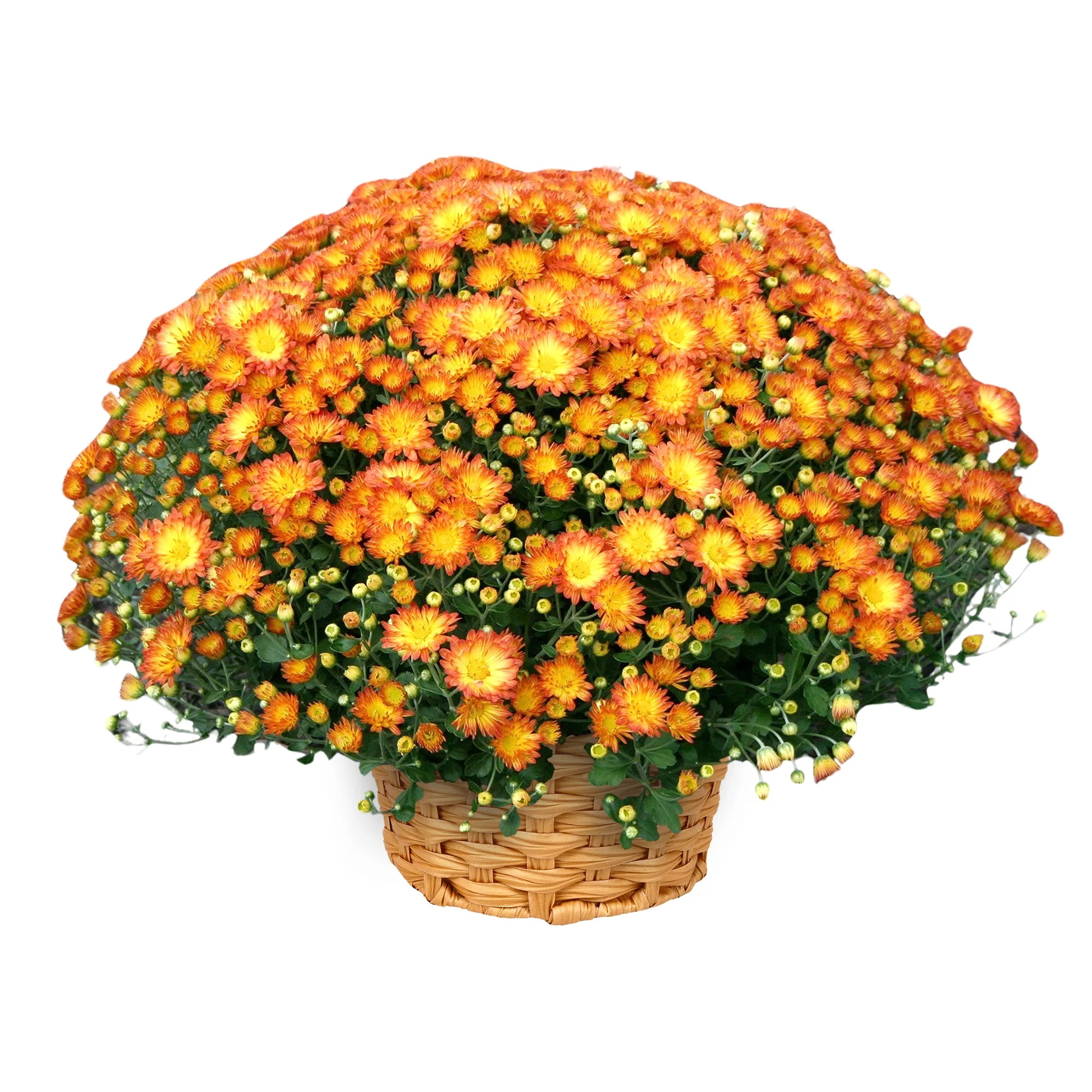 Better Homes & Gardens Orange Multicolor Mums Live Plant Garden in 12 in Fall Basket Décor - Walmart.com | Walmart (US)