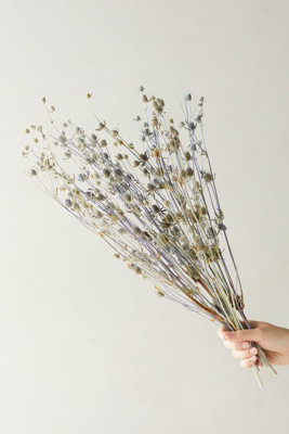 Anthropologie | Anthropologie (US)