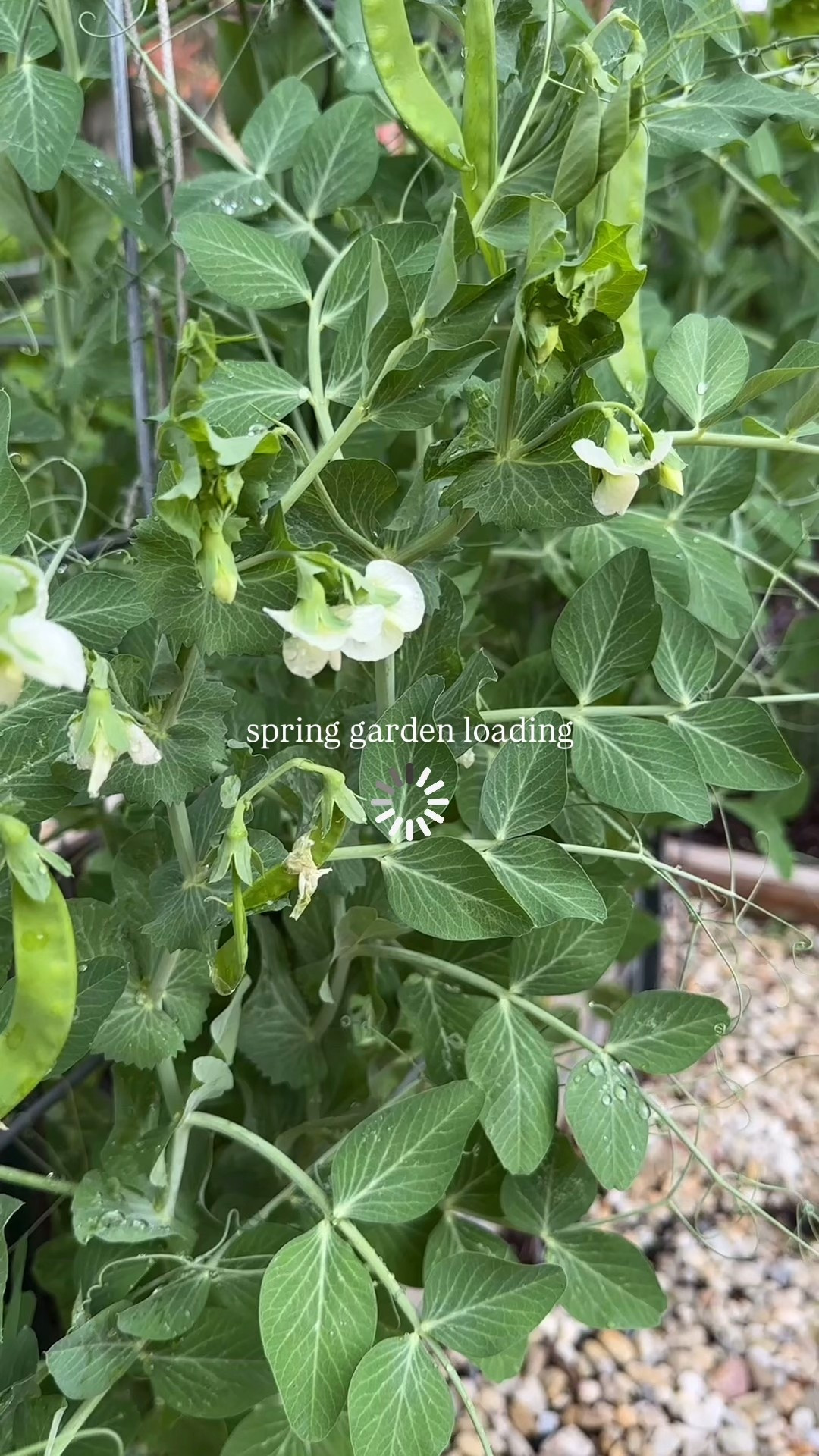 Spring garden loading 🪴#springgarden #gardenfavorites #vego 

#LTKHome #LTKSeasonal