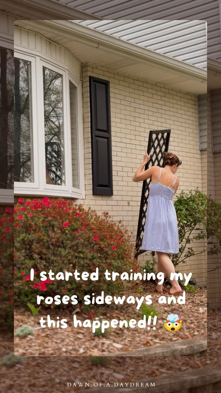 Did you know this rose training trick?! 😮

This spring I removed the old trellis and started experimenting with training my roses horizontally instead of upright.

Before they were scraggly and wild and completely tangled 😅

I attached each vine flat or at around a 45° angle to the wall and they’ve completely exploded in blooms 🤯

I thought I’d see a few extra flowers but I genuinely didn’t expect this much of a difference, it looks straight out of a movie! 🥹

I’m officially never growing climbing roses any other way!