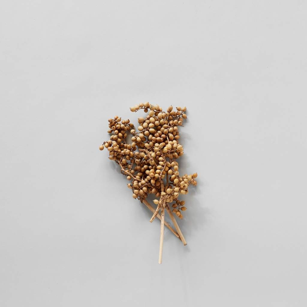 Dried Natural Canella | Bloomist