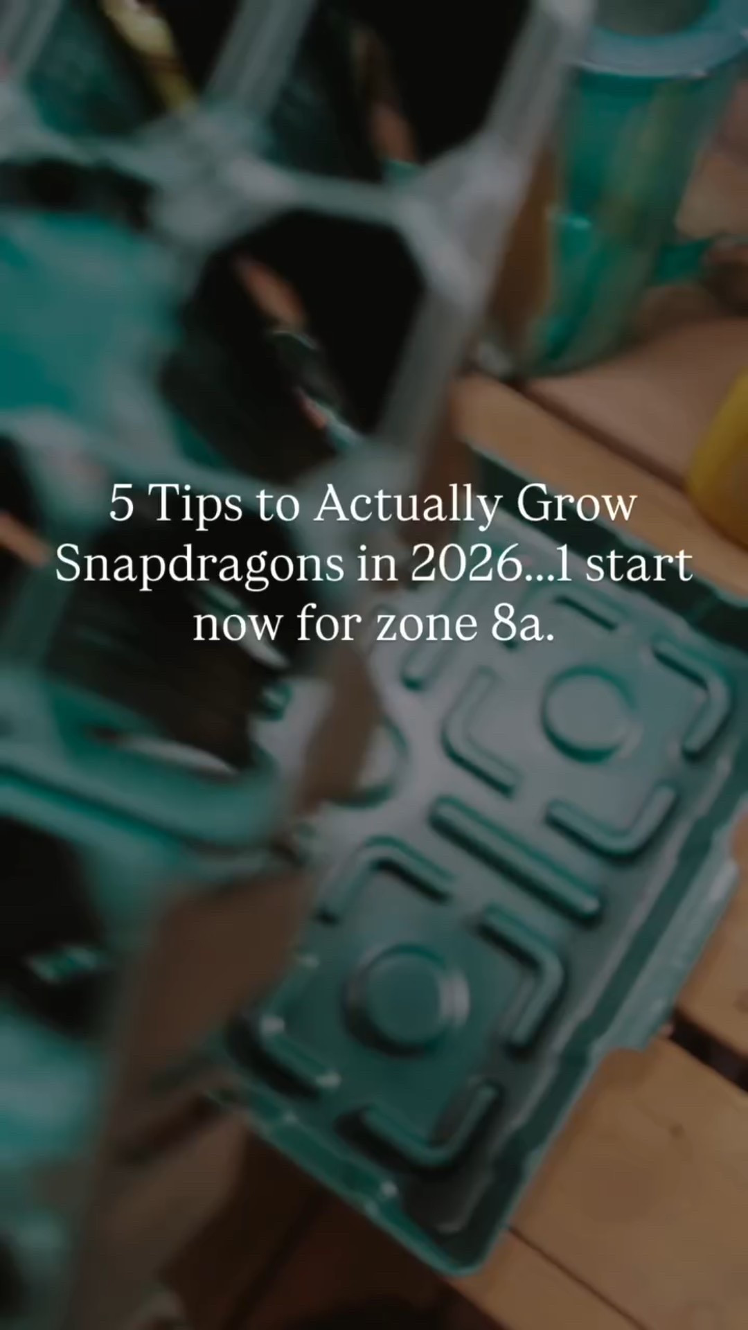 Starting snapdragons early is one of my favorite Zone 8a garden hacks 🌱

These cool-weather lovers actually grow stronger with chilly nights and give you armloads of blooms before summer heat hits.

🌸 Start early (January–February for Zone 8a)
🌸 Keep seeds on the soil surface — they need light
🌸 Cool temps = sturdier stems
🌸 Pinch once at 4–6 inches for fuller plants
🌸 Cut often for nonstop blooms

👏 Bonus Growing tips:
• Bottom water seedlings to avoid damping off
• Use a gentle fan or airflow for strong stems
• Don’t overfeed — too much fertilizer = floppy plants
• If heat slows them down, cut back hard and wait for fall 🌿

Save this if snapdragons are on your seed list this year 💕

My seed-starting setup is linked. 🌱

🌱🌱🌱🌱

#gardenwithme #instagarden #instablooms #gardeningtips #greenhouse