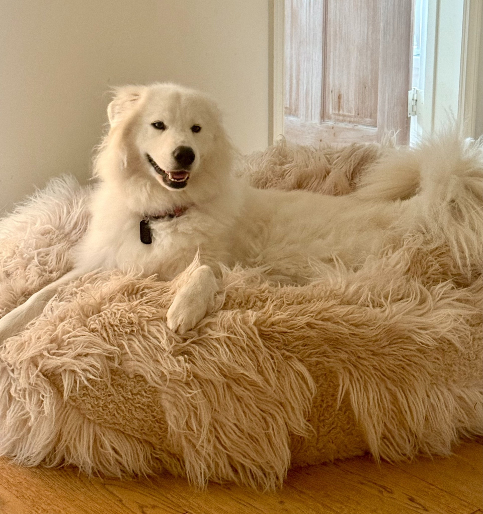 Somebody's Happy With Her
New Dog Bed! 🐾🐕

I keep her busy cozy with this bean bag  from Pottery Barn Teen and chew toys from Chewy.

More importantly I feed her quality dog food I order from @Chewy which is delivered straight to my doorstep.

I also get her favorite dog vitamins, dog toys and dog chews straight to our house from Chewy. (no more loading heavy pet food bags in and out of my car It's so easy! I have everything set up on autoship for the timeframe that works for us. 🚛
No more last minute trips to pick up pet food.

I love the convenience, price, and variety of the quality pet supplies Chewy provides!

#dogbed #pettoys #chondroitin #petfood #chewy

#LTKdayinmylife #LTKvlog #LTKstorytime