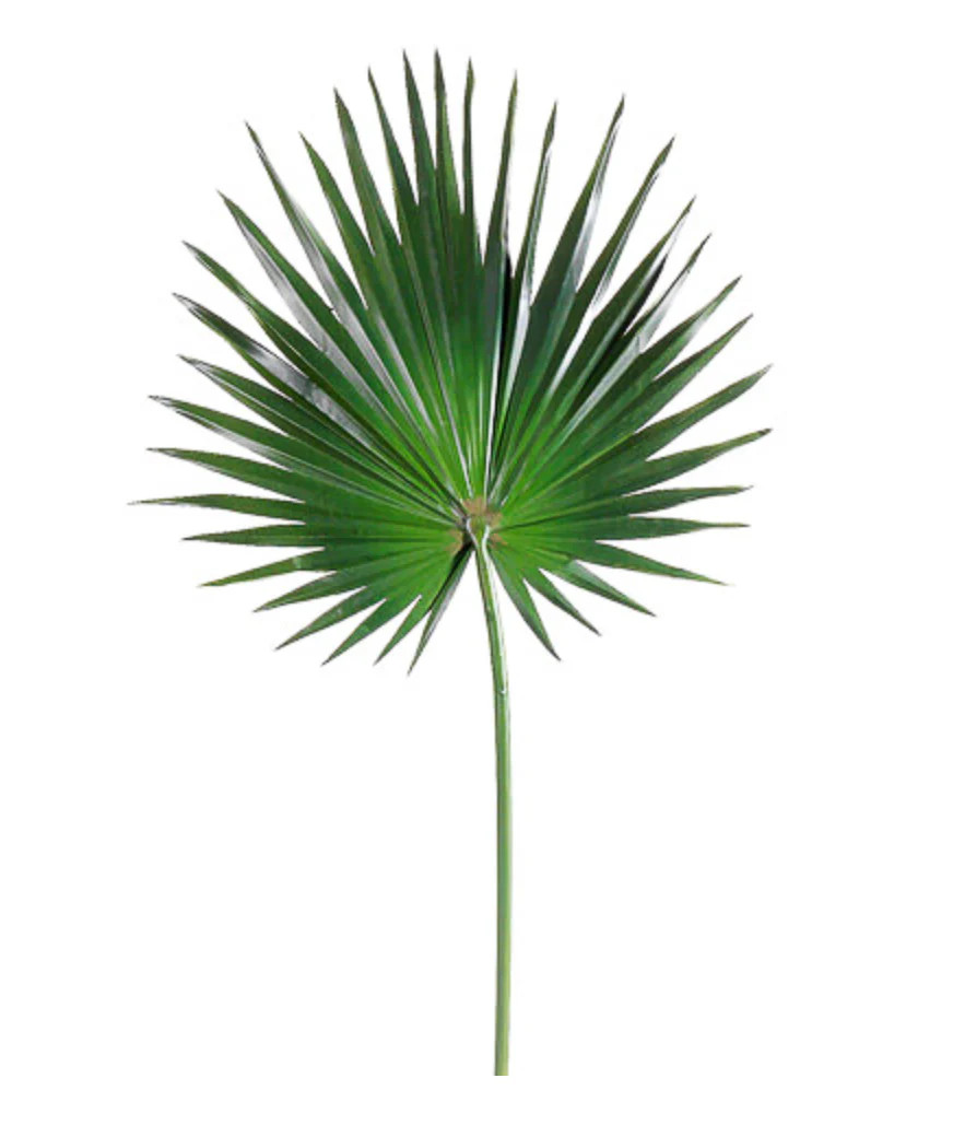 Fan Palm Spray | House of Blum