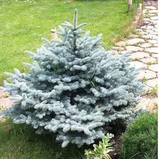 Online Orchards 1 Gal. Baby Blue Spruce Shrub With Silvery Turquoise Evergreen Needles CFSP004 - ... | The Home Depot
