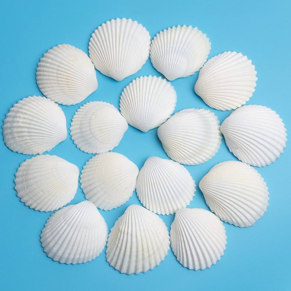 QEQEKAKA 30PCS Sea Shells 1.5''-2'' White Small Sea Shells, for Shells for Crafts, Crafts DIY Pai... | Amazon (US)