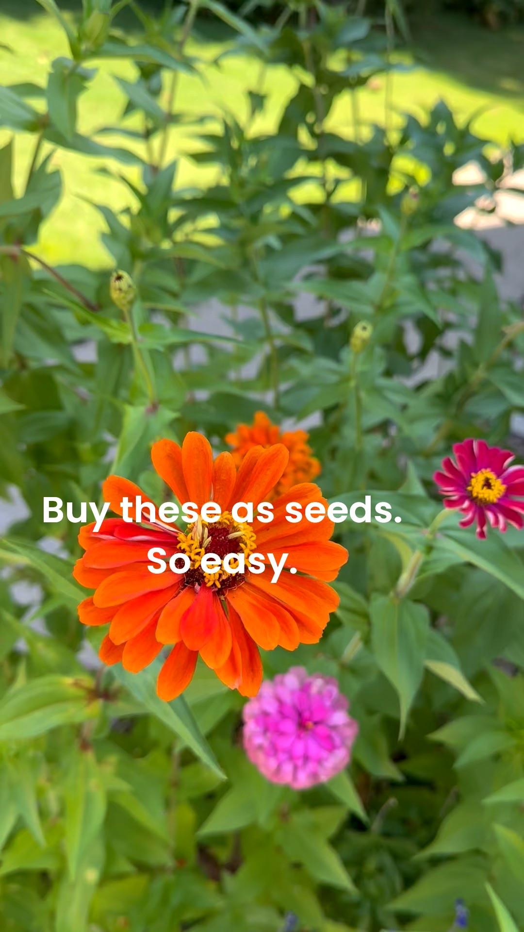 🌸 From seed to stunning! 

Save this post and go ahead and add them to your cart now so you’re ready to plant next year  

My zinnias are thriving here in Northwest Arkansas (Zone 6/6B) with almost no fuss — just plenty of sunshine and a little love. I barely water them, and they still bloom like crazy! ✨ Deadhead for even more blooms, and save the seeds for next year (or grab new ones before summer). They’re truly the happiest flowers in my garden. 💐

#LTKFamily #LTKSeasonal #LTKHome