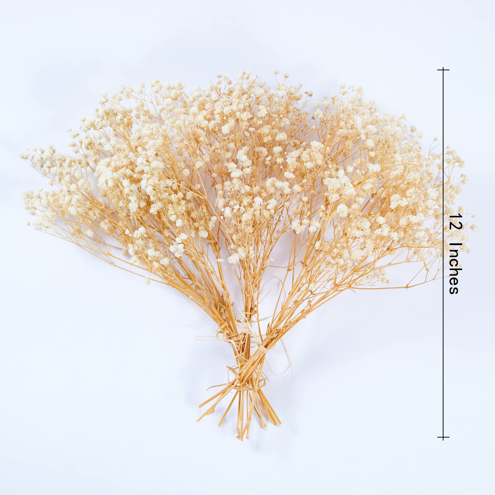 Preserved Baby's Breath 3 Bunches, 100% Natrual Fresh Gypsophila Long Lasting Flowers for Vase Arran | Amazon (US)