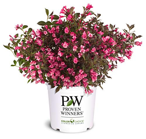 2 Gallon Proven Winners Weigela Wine & Roses Shrub | Amazon (US)