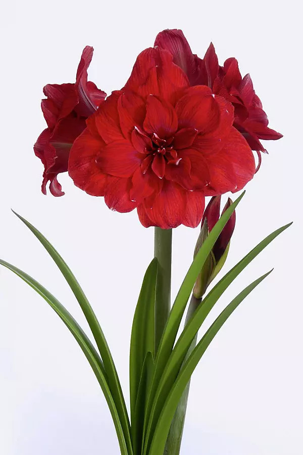 Amaryllis ‘Double Dragon’ Bulb | Terrain