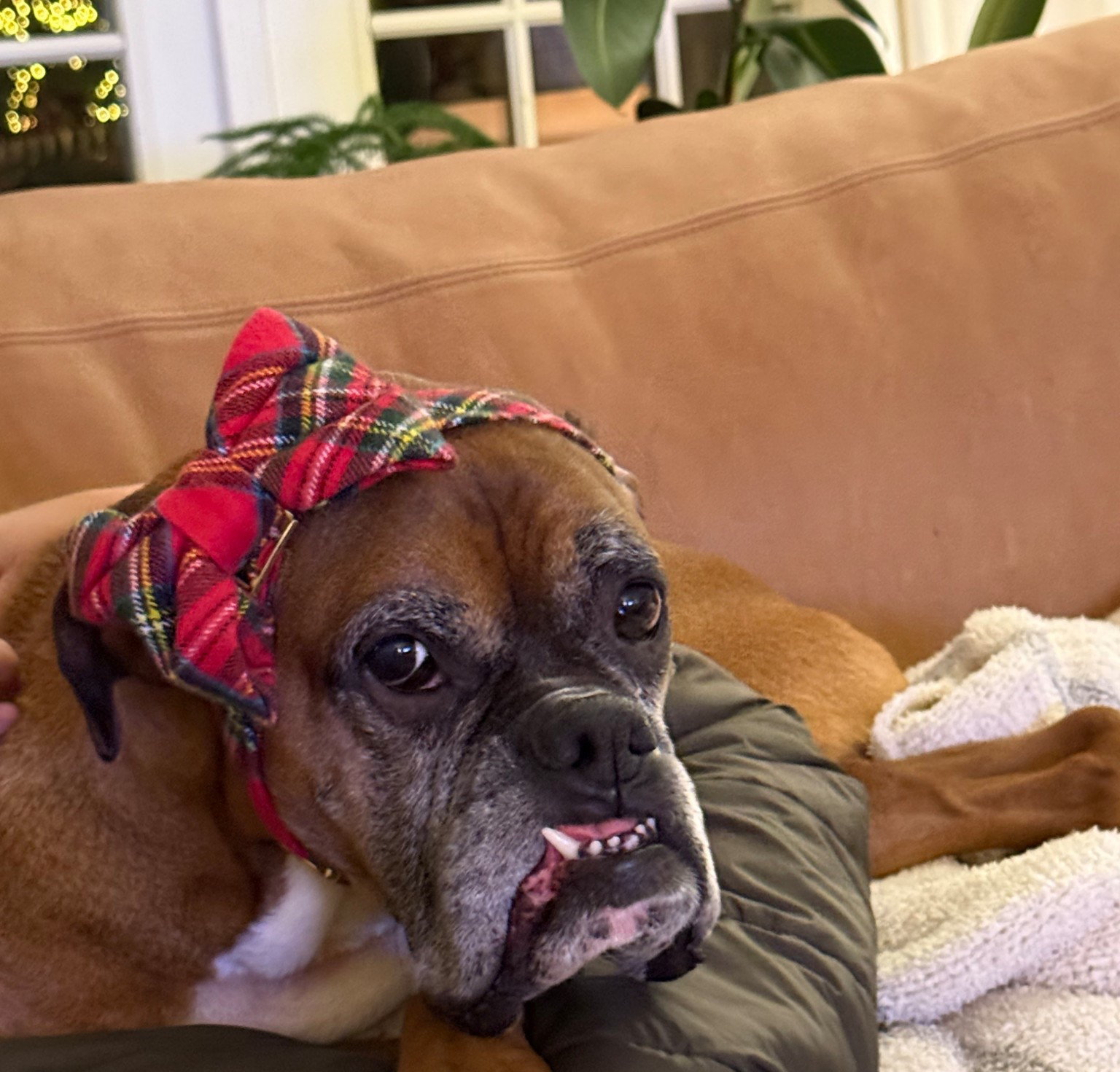 Bow tie turned headband 🤪 dog gifts 

#LTKmomlife #LTKGiftGuide #LTKdayinmylife