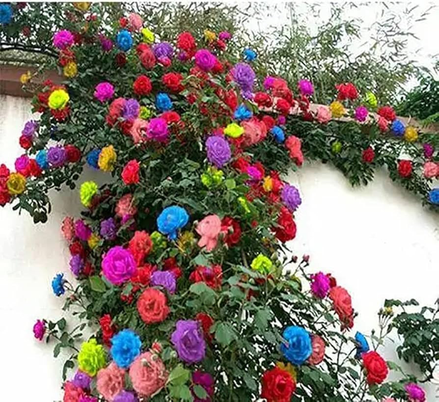 200+ Mix Climbing Rose Seeds for Planting Outdoors Ornamental Climbing Flowers Rosa Bush Vine Cli... | Amazon (US)