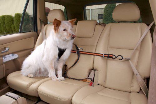Kurgo Leash and Zipline Dog Vehicle Restraint by Kurgo | Amazon (US)
