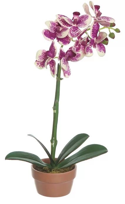 Mini Phalaenopsis Orchid Plant in Pot | Wayfair North America