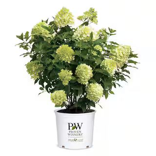 PROVEN WINNERS 5 Gal. Limelight Prime Hydrangea Shrub with Green to Pink Flowers 16706 - The Home... | The Home Depot