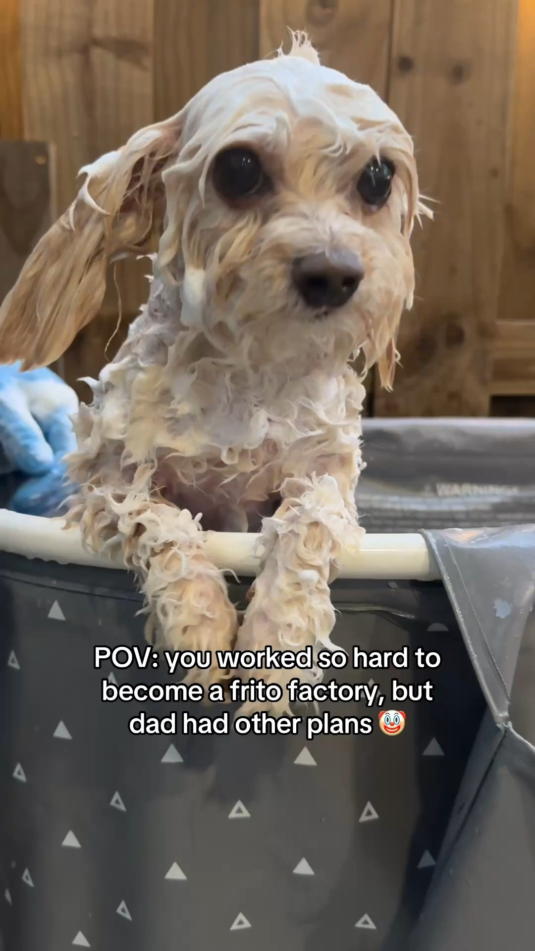 We get asked all the time what our doggie must haves are. I linked them here! These work for our pups and they looooveeee these treats SO much!!! 
✨🐾

Our furbo helps us keep an eye on them while we’re away. We couldn’t live without it! 👌🏼

puppy essentials | doggie must haves | puppy camera | furbo | dog recs | pet recs 

#LTKHome #LTKSaleAlert