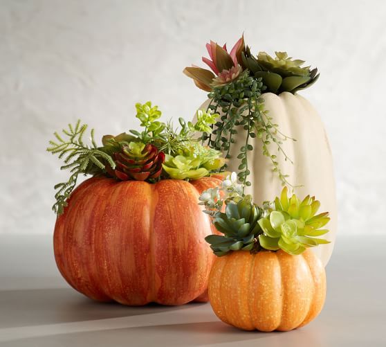 Succulent in Pumpkin | Pottery Barn (US)