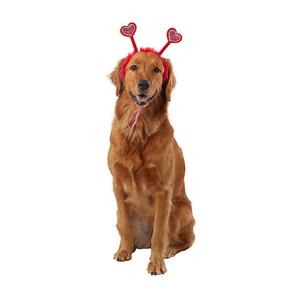 Top Paw® Valentine's Day Heart Dog Headband | PetSmart