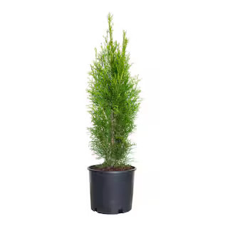 2.5 Gal Emerald Green Arborvitae (Thuja Occidentalis) Live Evergreen Shrub, Green Foliage | The Home Depot