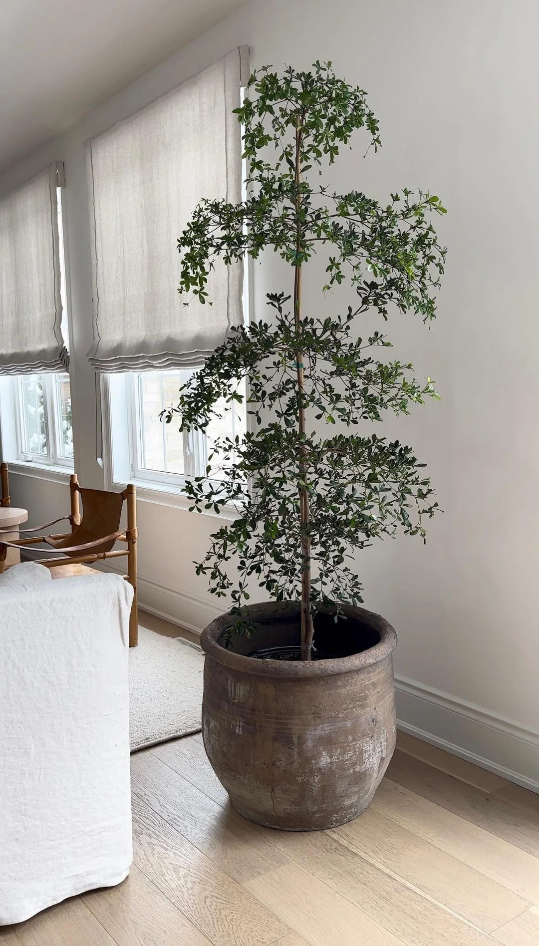 XXL Vintage Round Clay Pot - Etsy | Etsy (US)