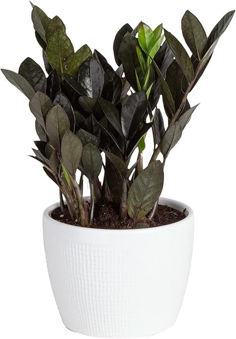 Costa Farms Raven ZZ Trending Tropicals Collection Live Indoor Plant, 12-Inch Tall, White Décor ... | Amazon (US)