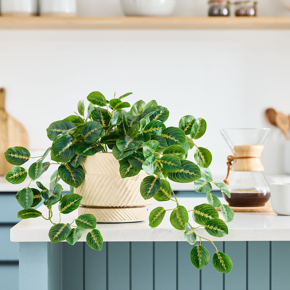 Faux Potted Herringbone Maranta Plant | West Elm (US)