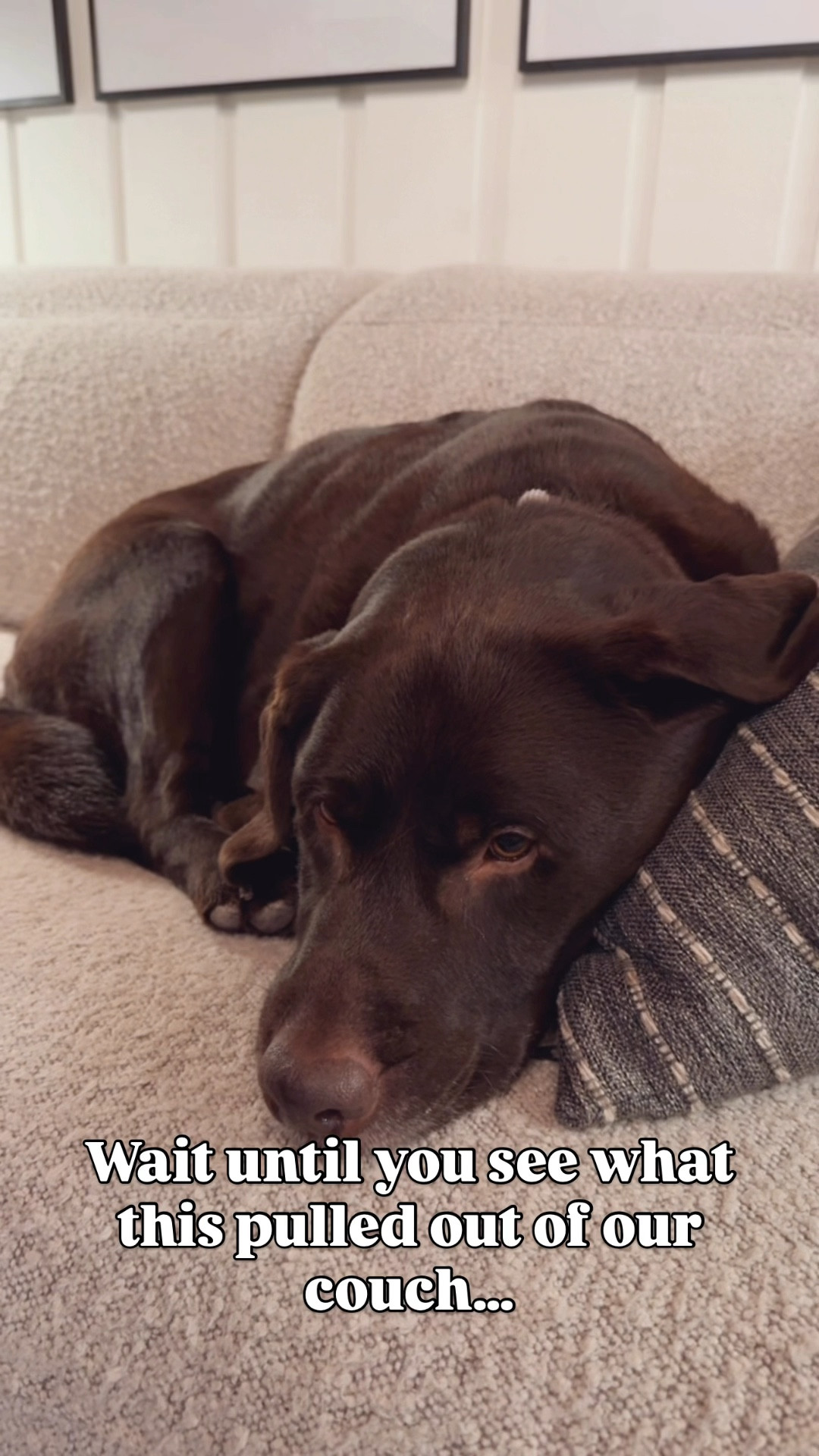 You won’t believe what this pulled out of our couch.
This portable Bissell is my secret weapon for keeping furniture fresh — especially with pets around!
Linked the exact one I use below ⤵️

#LTKPets #LTKHome