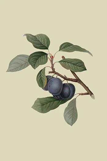Precoce De Tour Plum by William Hooker - Graphic Art | Wayfair North America