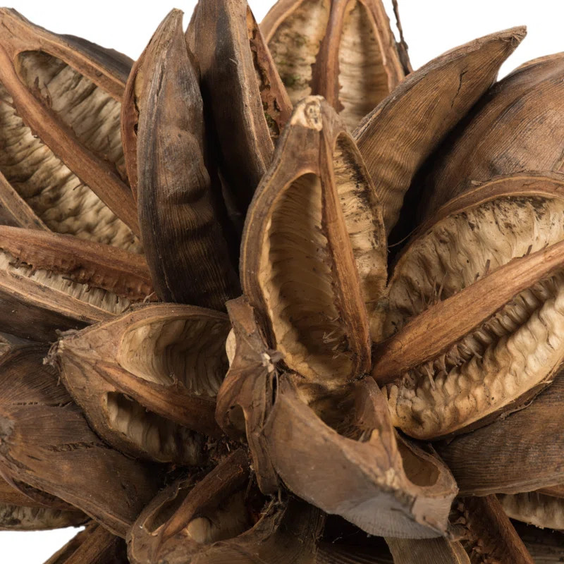 Vickerman All Natural Star Pod, Extra Large, Dried 8'' Star Pod | Wayfair North America