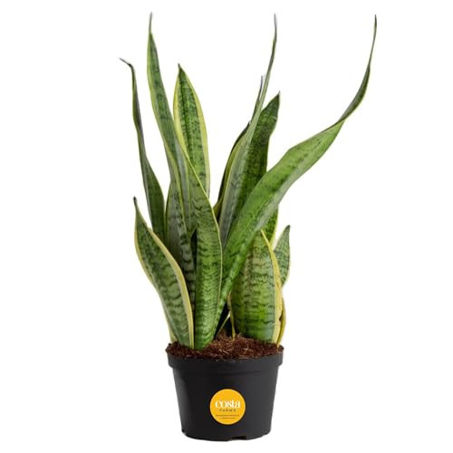 Costa Farms Sansevieria Grower's Choice Snake Live Indoor Plant, 12-Inches Tall, Grower Pot | Amazon (US)