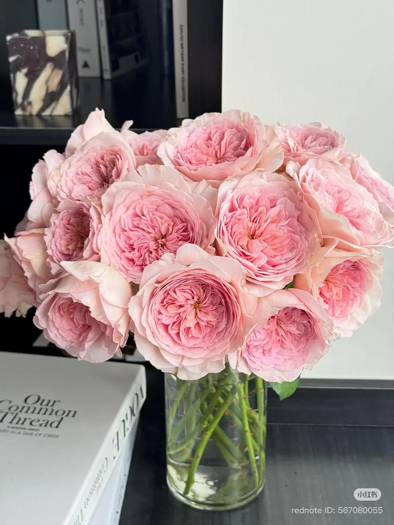 Nicole. New release. Schreurs New variety. | Etsy (US)