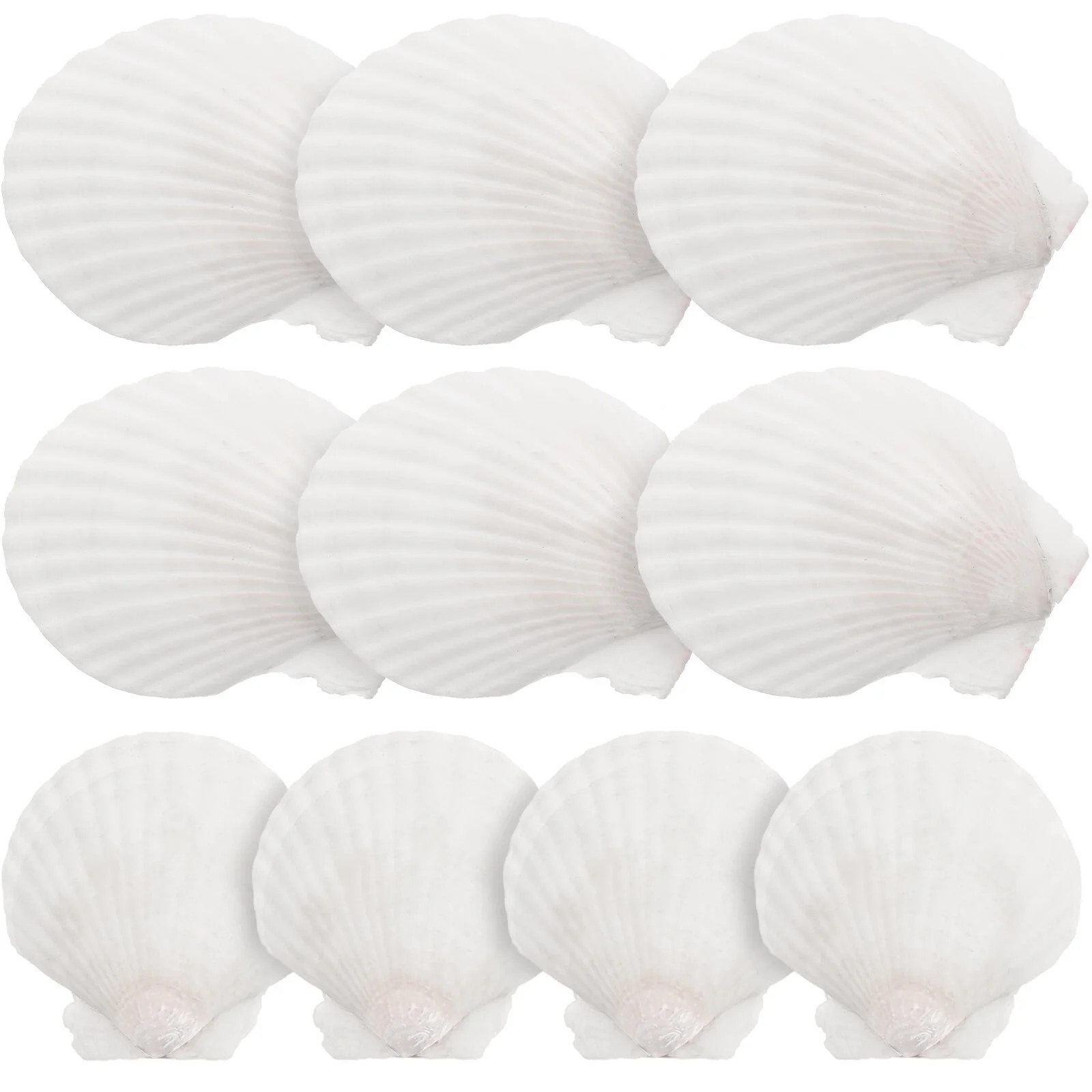 10pcs White Scallops Shell Seashells Large Natural Shell Embellishment Craft Material | Walmart (US)