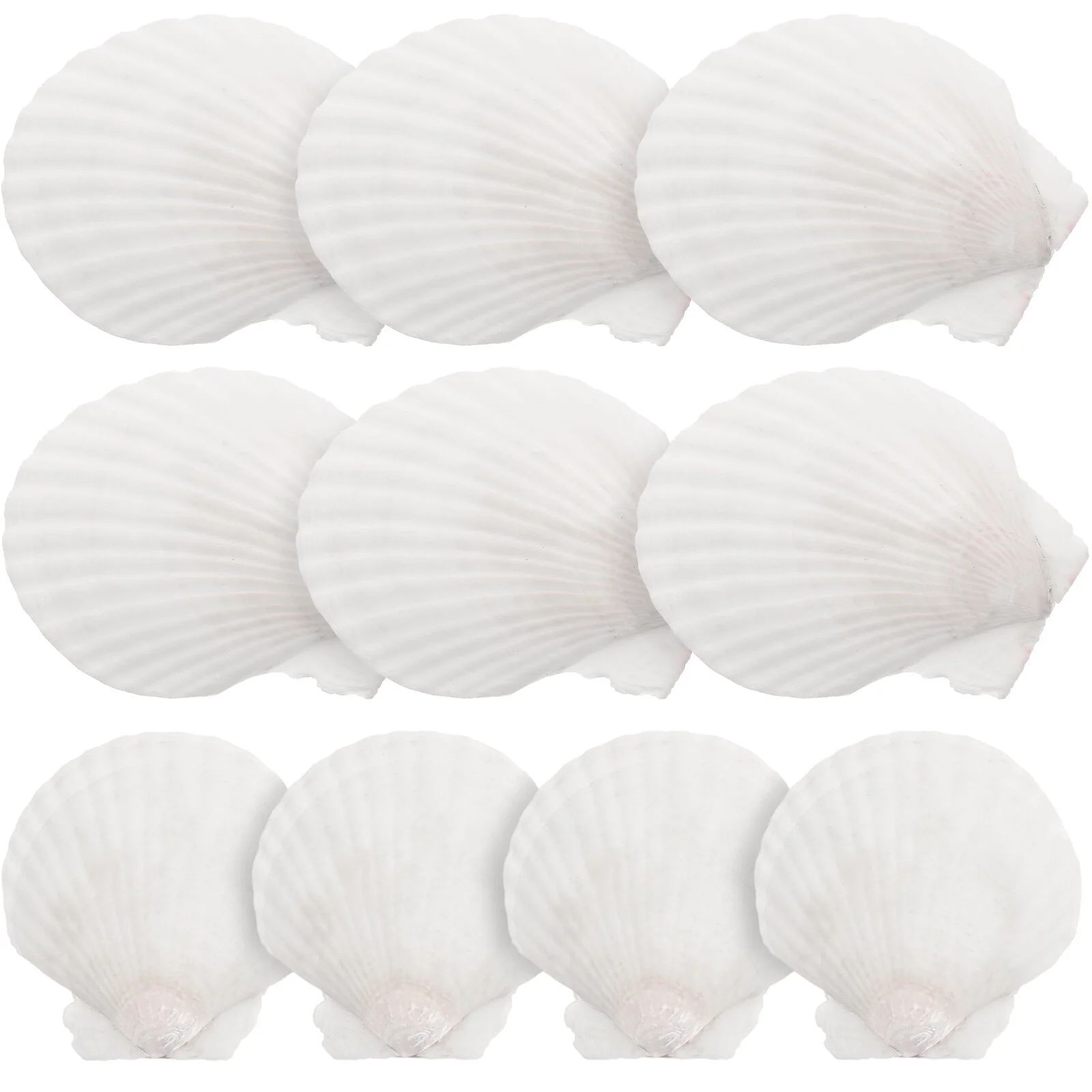 10pcs White Scallops Shell Seashells Large Natural Shell Embellishment Craft Material | Walmart (US)