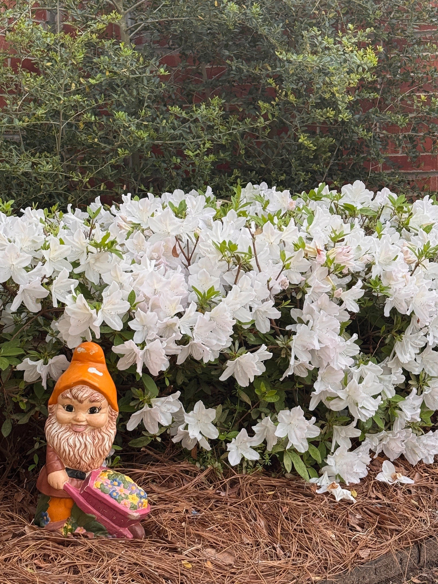 Azaleas are a beautiful flower to plant this spring!

Garden, flowers, plants, gardening, planting, spring, spring flowers, home, outdoors 



#LTKHome #LTKSeasonal