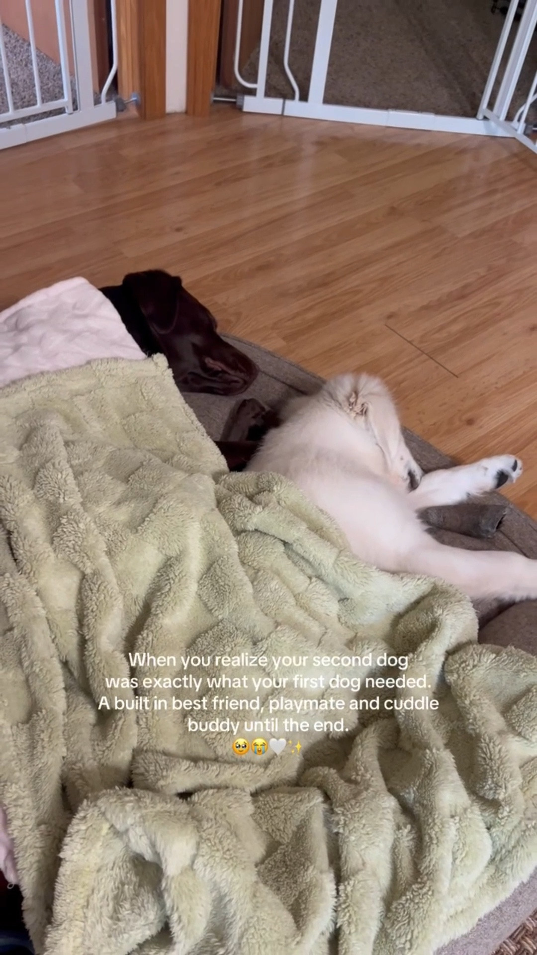 This memory foam bed from Wayfair comes in two colors (brown & gray) and has built in pillows around the edges ☁️✨

#dogbed #wayfair #dogmom

#LTKFindsUnder100 #LTKHome #LTKPets