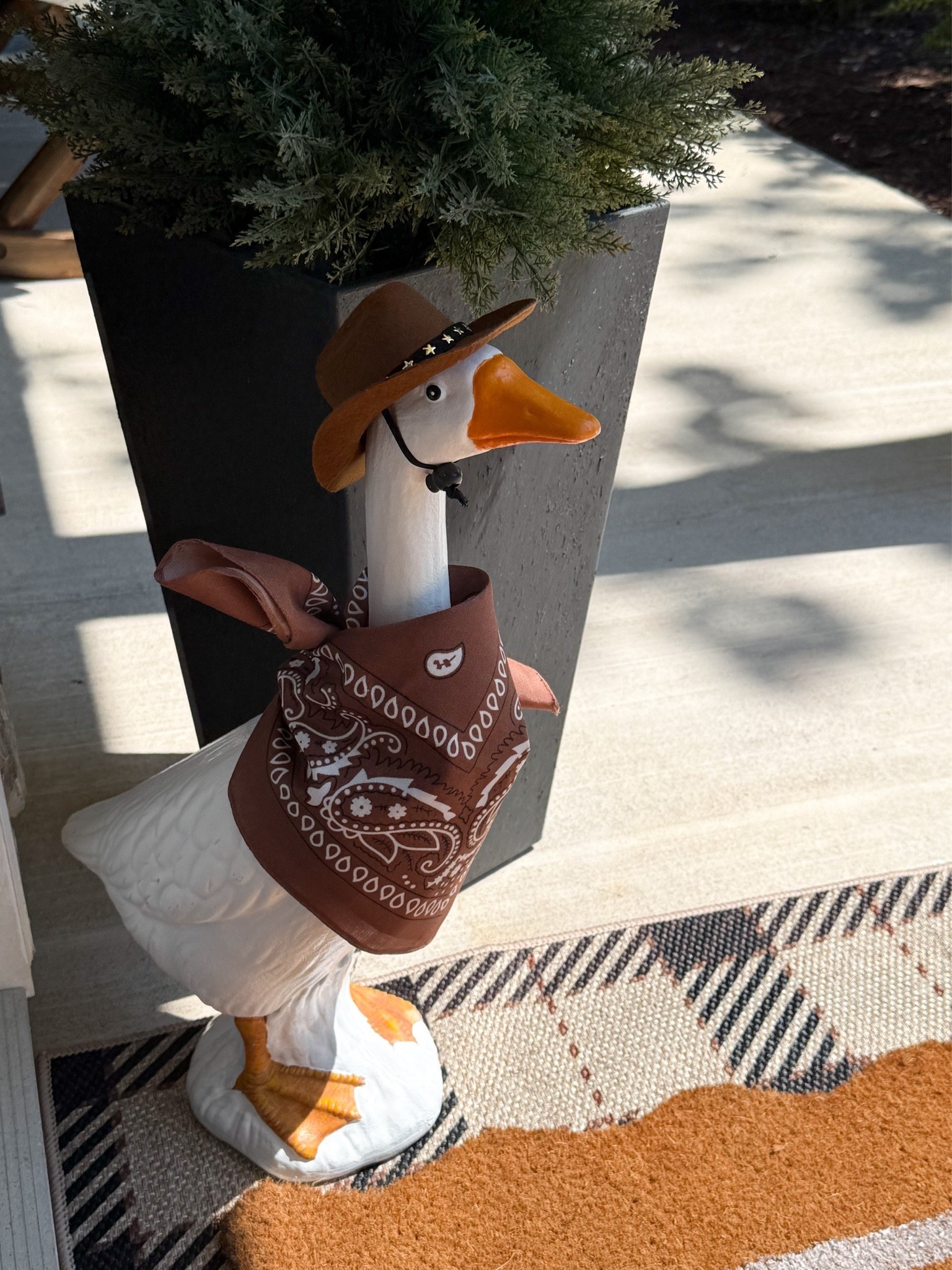 Donald got a new giddy up! 🤠

#LTKHome #LTKSeasonal #LTKSaleAlert