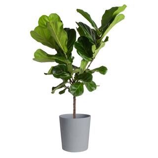 Fiddle Leaf Fig Standard Plant in 10 in. Gray Planter | The Home Depot