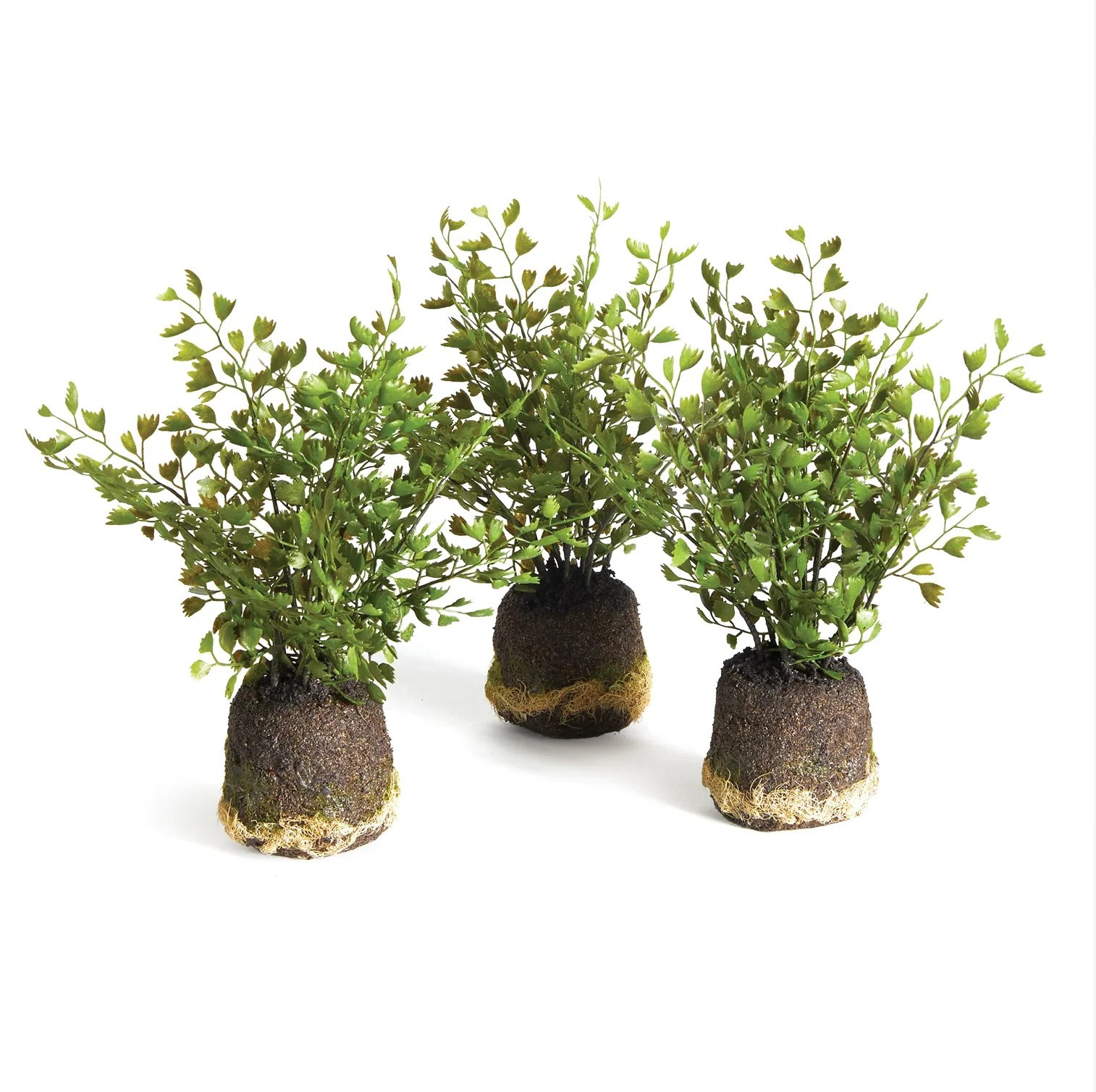 Faux Maidenhair Fern, 2.5" 

 #LTKOver40 #LTKHome